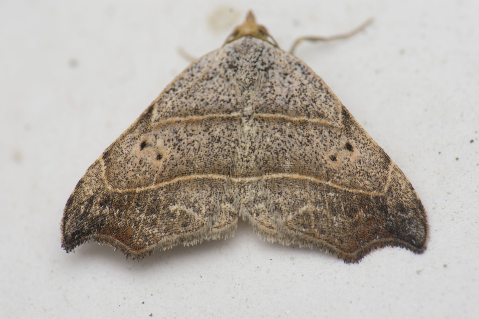 Laspeyria flexula - zuzmóbagoly