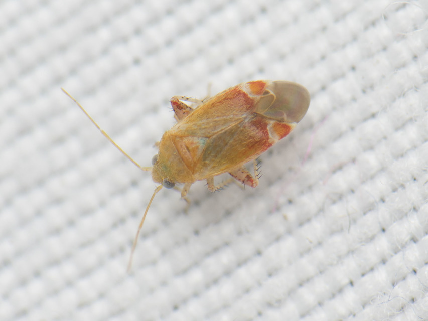 Psallus Psallus