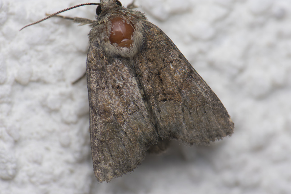 Oligia strigilis/latruncula/versicolor