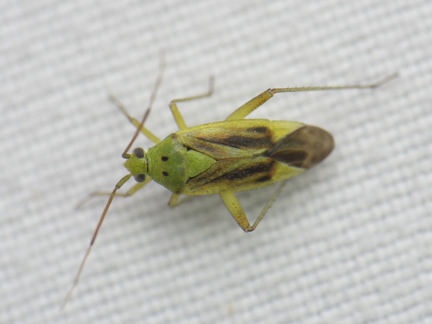 Closterotomus norwegicus - zöld mezeipoloska