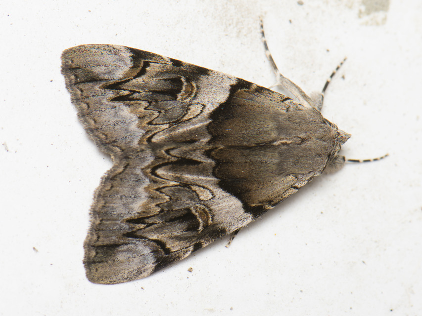 Catocala fulminea - galagonya-övesbagoly