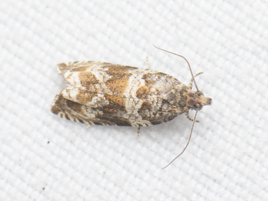 Celypha