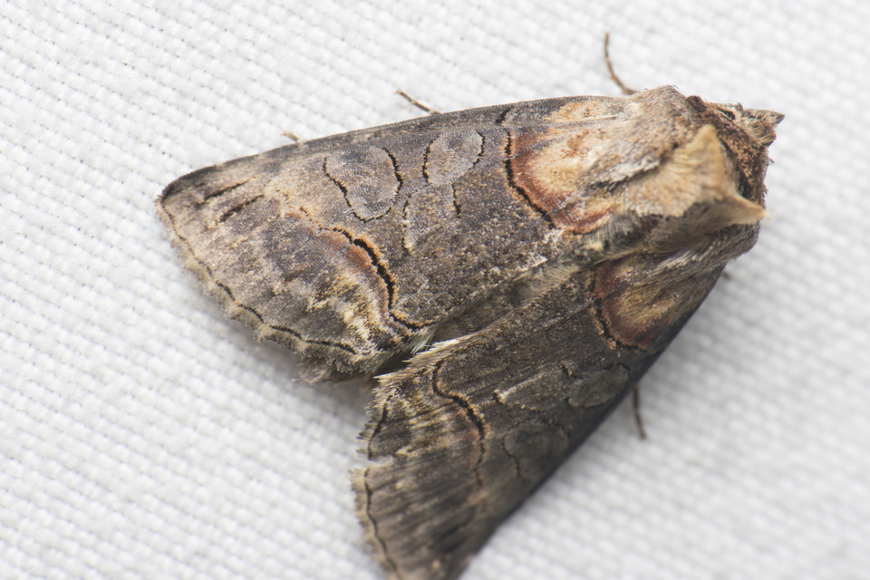 Abrostola triplasia - közönséges csalánbagoly