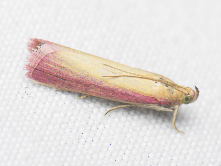 Oncocera semirubella - lucernamoly