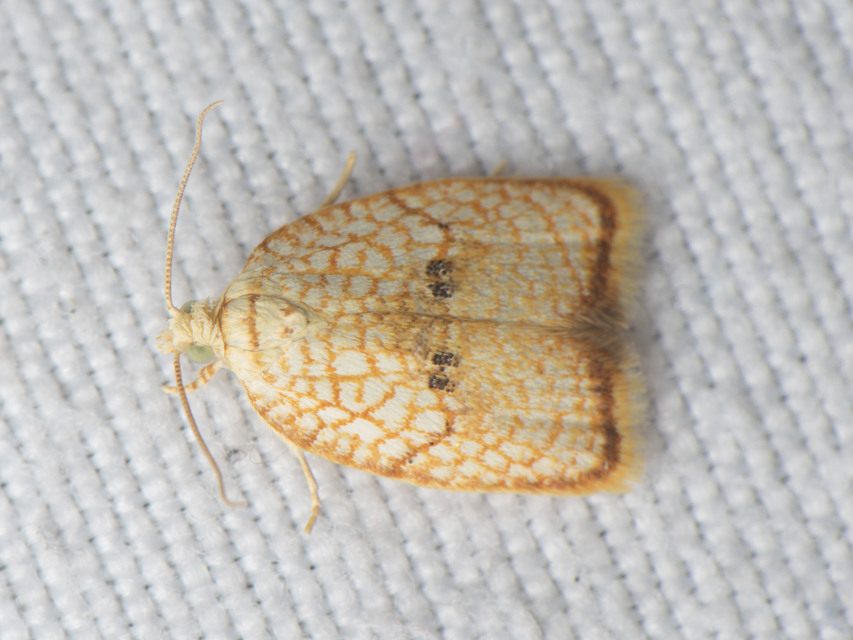 Acleris forsskaleana - juharos levélmoly