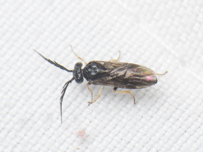 Diprionidae - fésűs fenyődarazsak