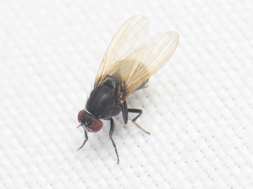 Lauxaniidae - pudvalegyek