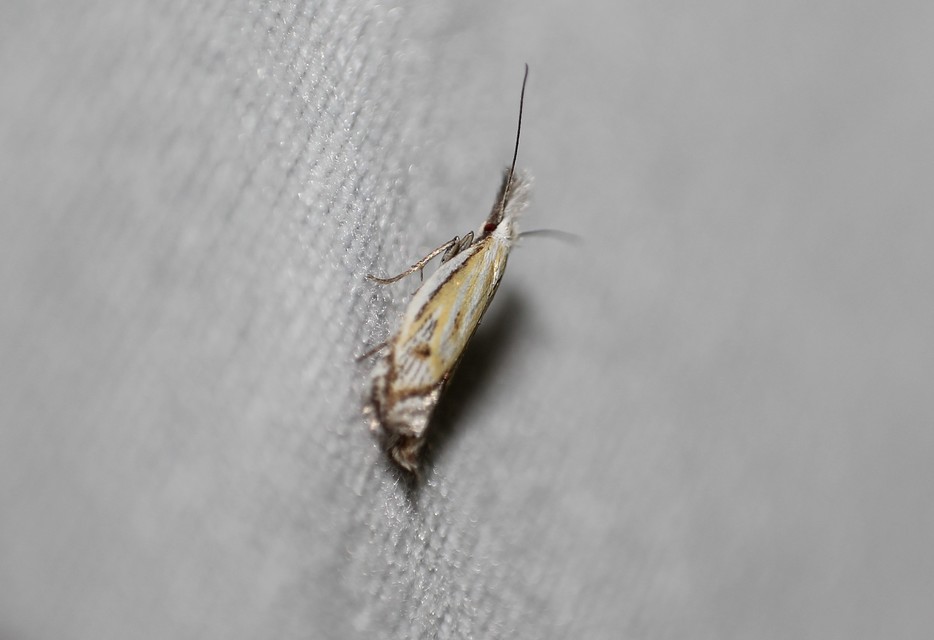 Holoscolia huebneri - sarlósszárnyú csíkosmoly