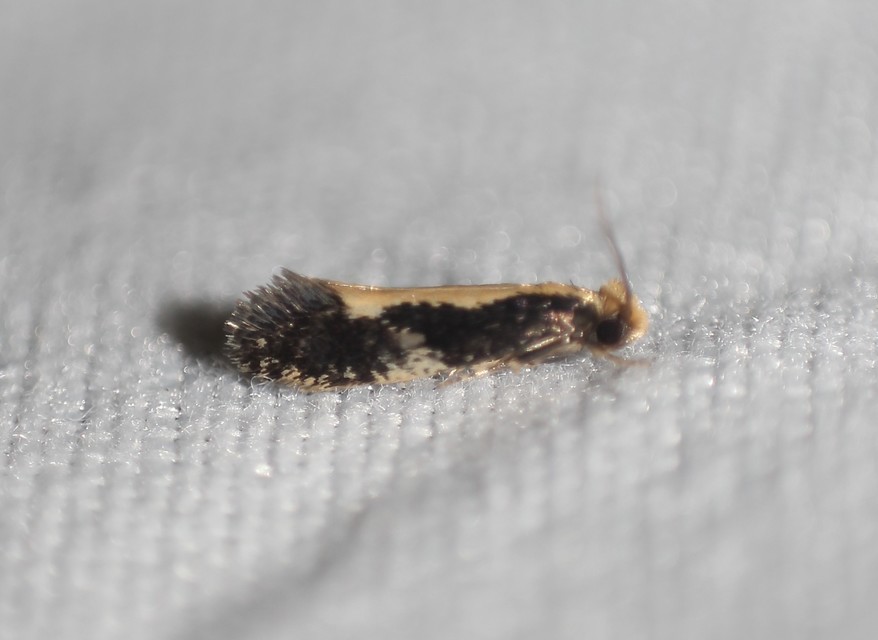 Monopis obviella - közönséges ablakosmoly
