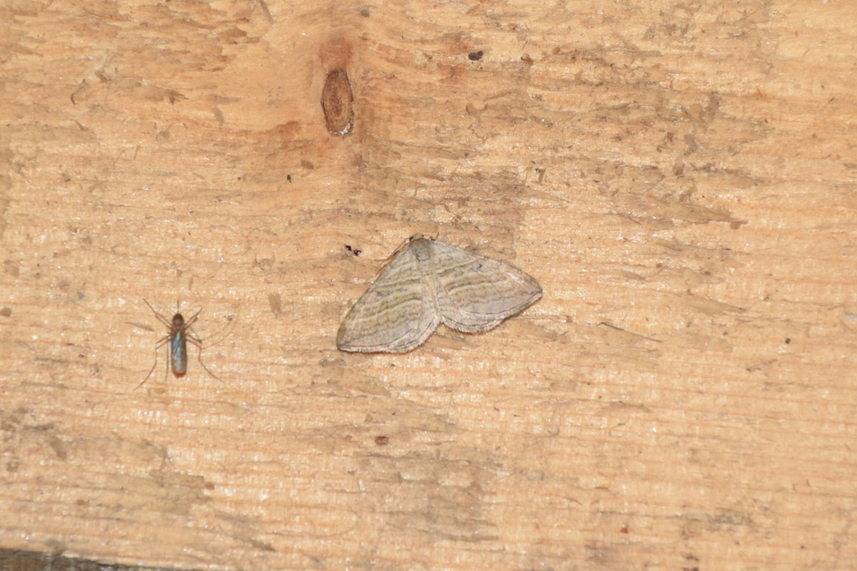Costaconvexa polygrammata - soksávú araszoló