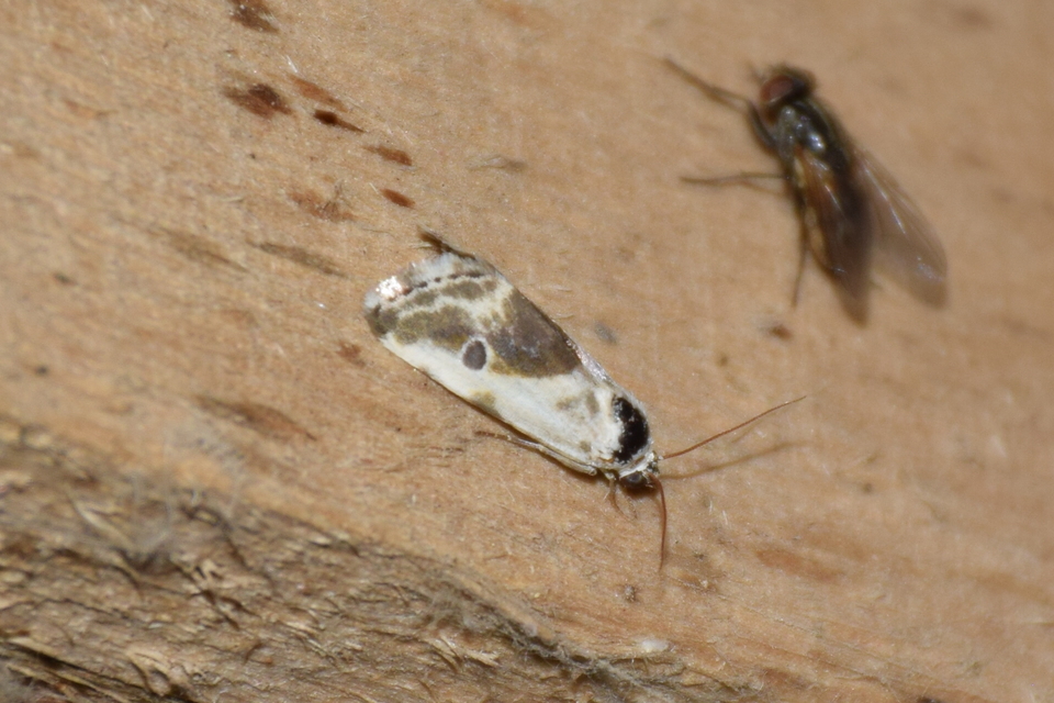 Ponometia candefacta - parlagfűbagoly