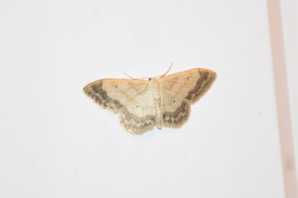 Idaea biselata - mocsári sávosaraszoló