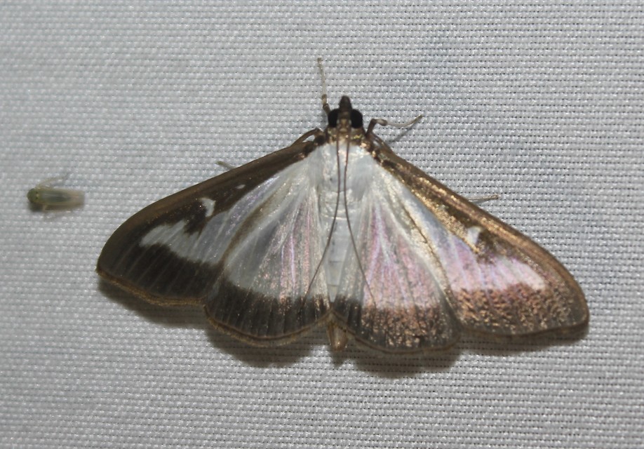 Cydalima perspectalis - puszpáng-tűzmoly