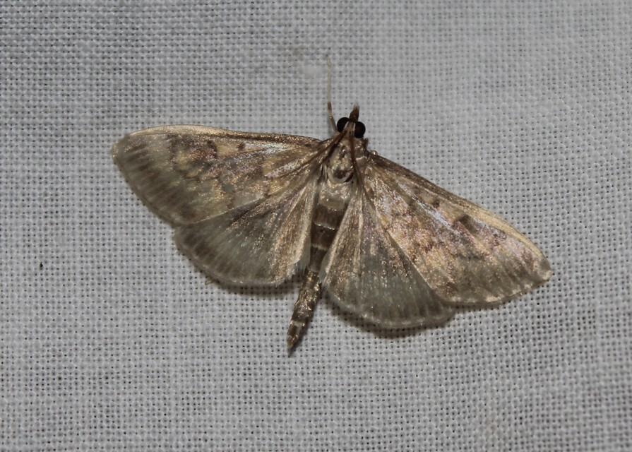 Patania ruralis - csalánevő tűzmoly