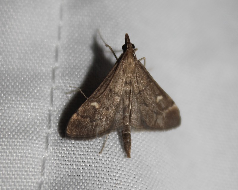 Dolicharthria punctalis - hosszúlábú tűzmoly