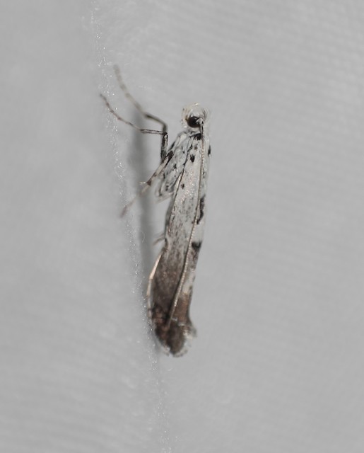 Ornixola caudulatella - farkos keskenymoly