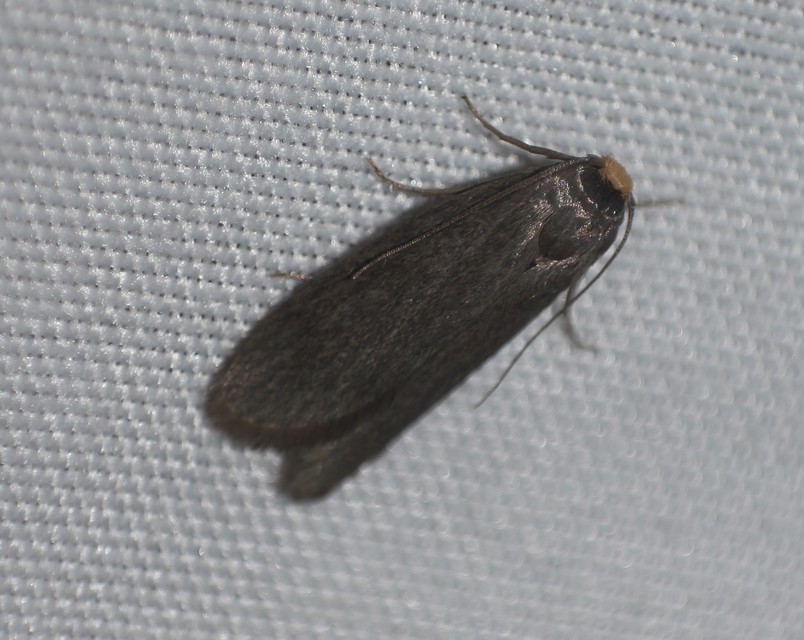 Achroia grisella - kis viaszmoly