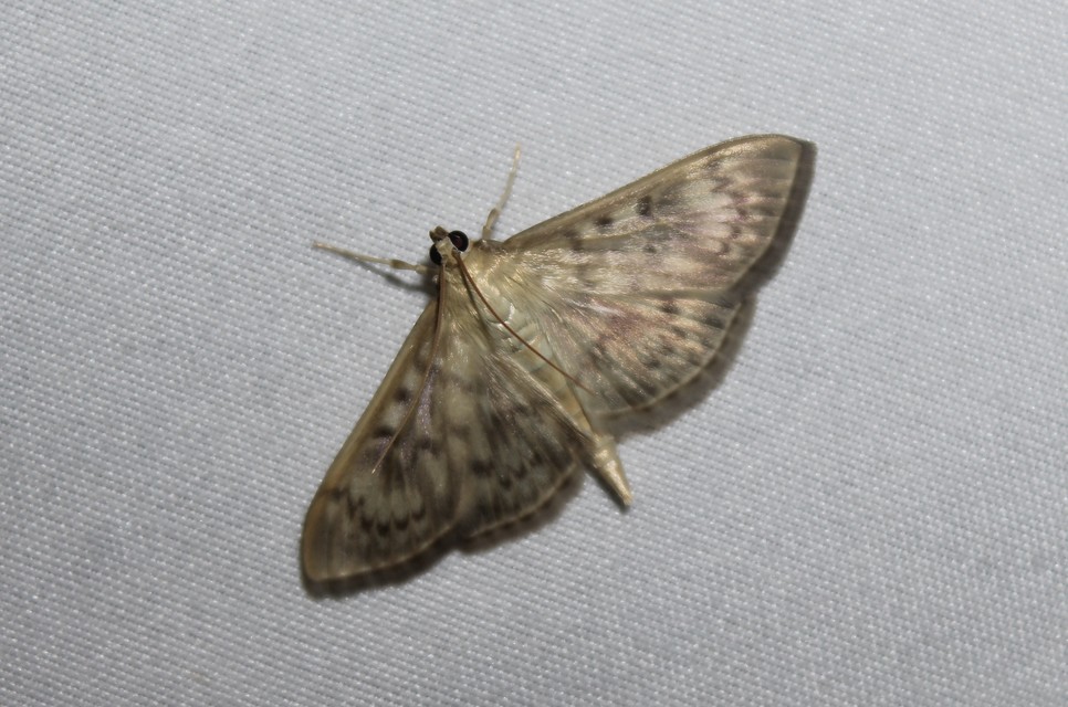 Patania ruralis - csalánevő tűzmoly