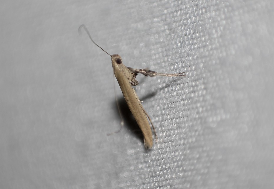 Caloptilia roscipennella - diógöngyölő keskenymoly