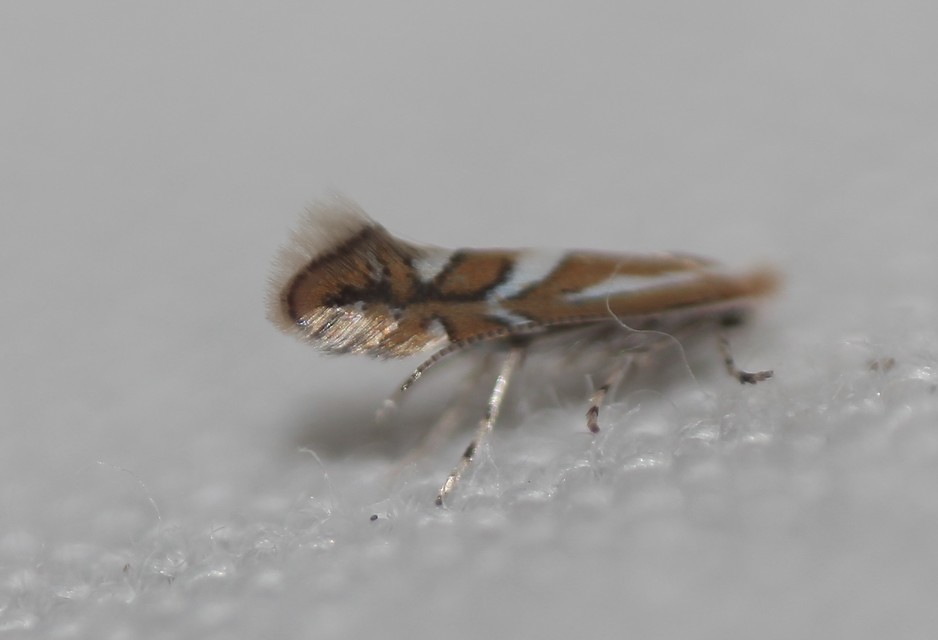Phyllonorycter