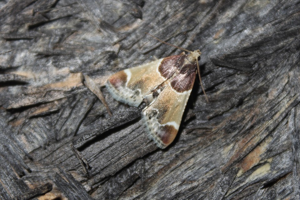 Pyralis farinalis - lisztilonca