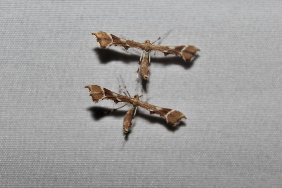 Cnaemidophorus rhododactyla - rózsabogyó-tollasmoly