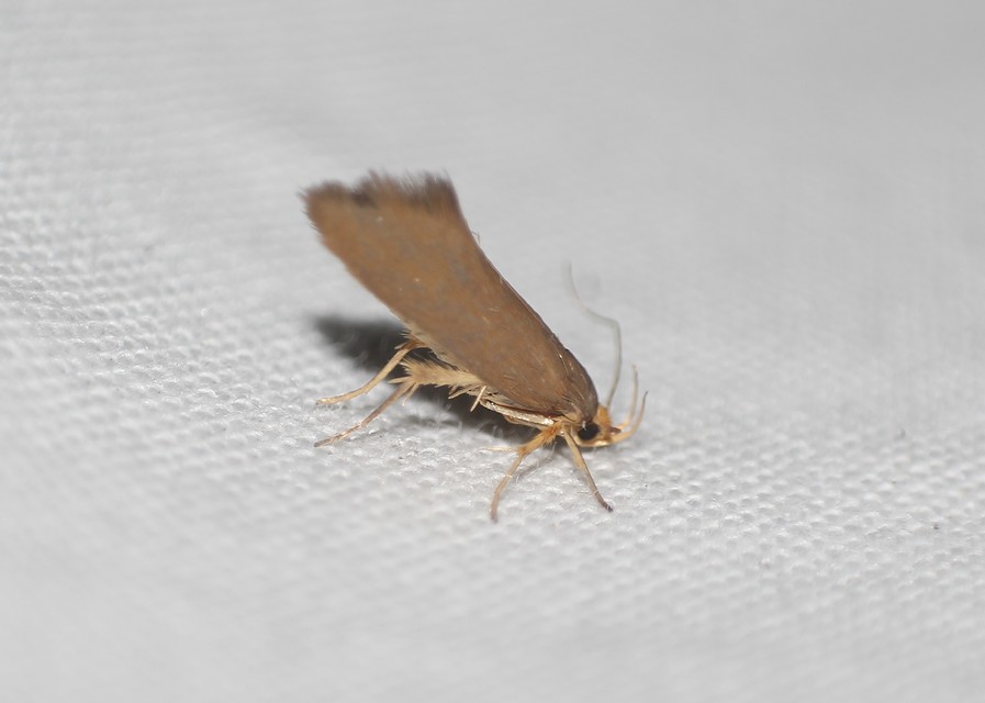 Crassa unitella - aranybarna díszmoly