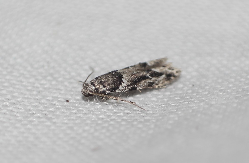Recurvaria nanella - kis vörös-rügysodrómoly