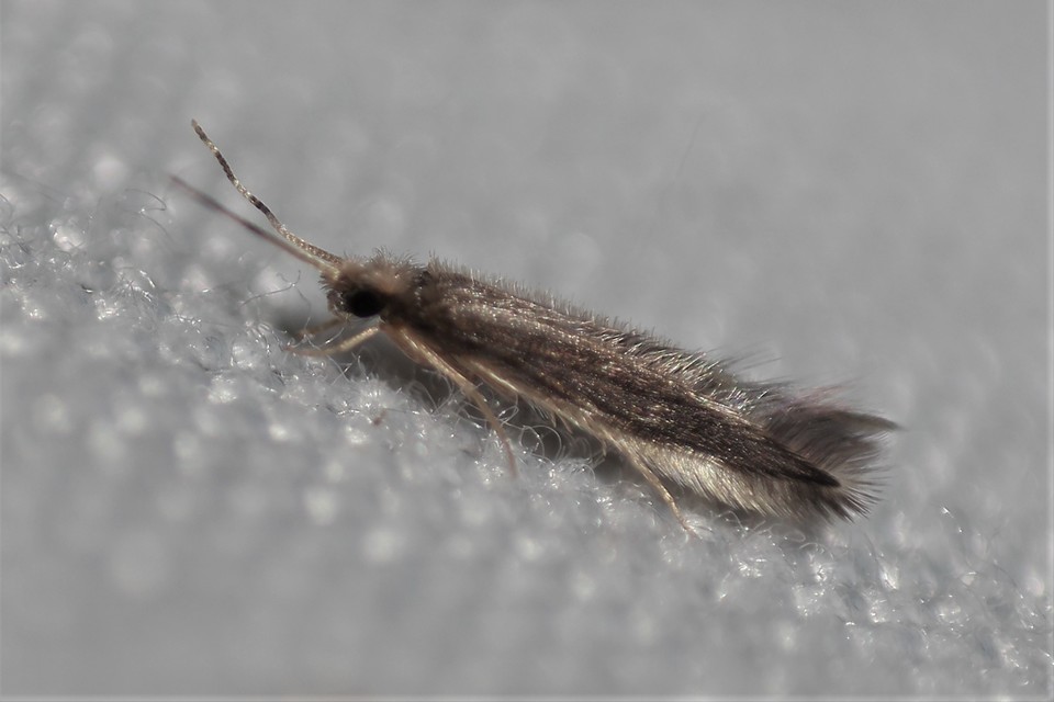 Hydroptilidae