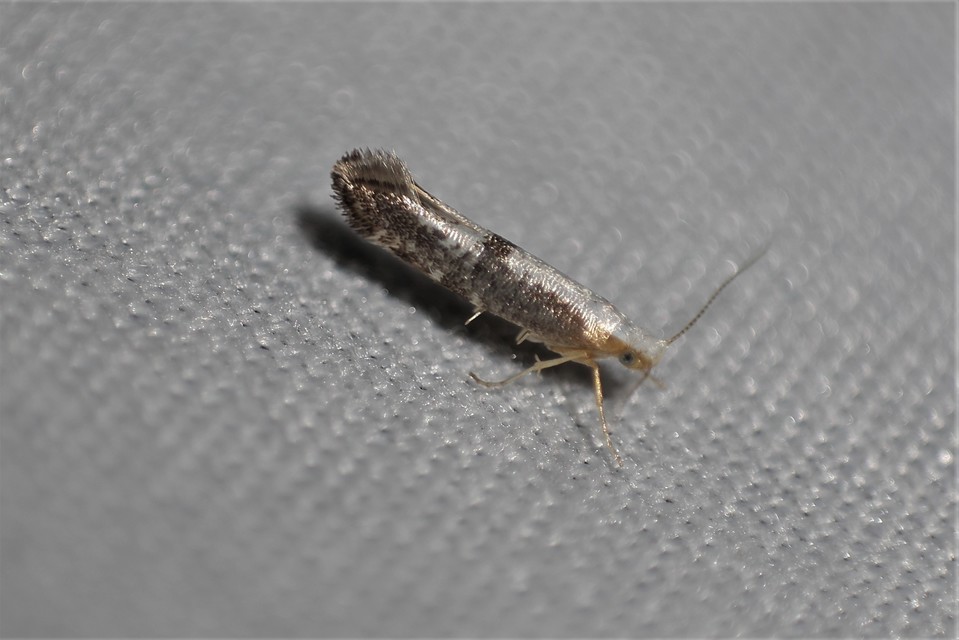 Argyresthia