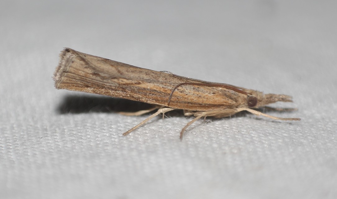 Pediasia contaminella - mocskos fűgyökérmoly