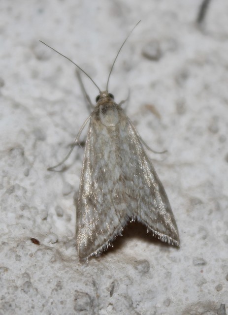 Evergestis frumentalis - tavaszi dudvamoly