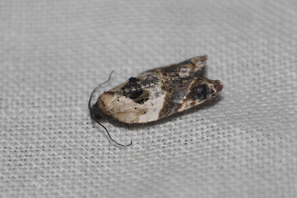 Acleris variegana - tarka levélmoly