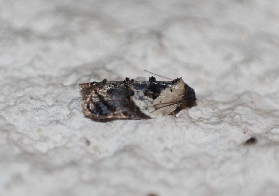 Acleris variegana - tarka levélmoly