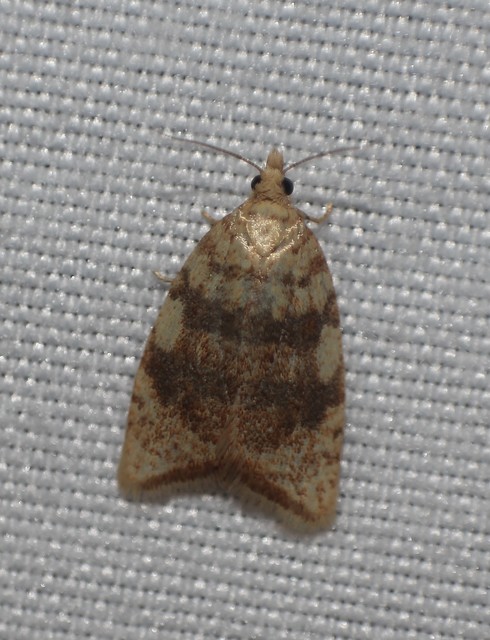 Aleimma loeflingiana - tölgylevél-sodrómoly Aleimma loeflingiana - tölgylevél-sodrómoly