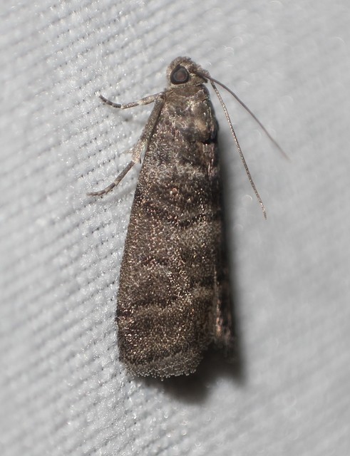 Acrobasis obtusella - körtelevélfonó karcsúmoly