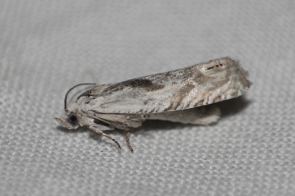 Eucosma metzneriana - ürömgyökér-tükrösmoly