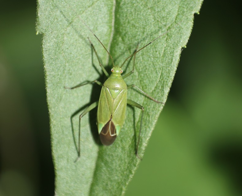 Calocoris affinis
