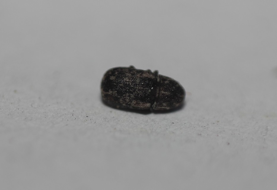 Anthribidae - orrosbogárfélék