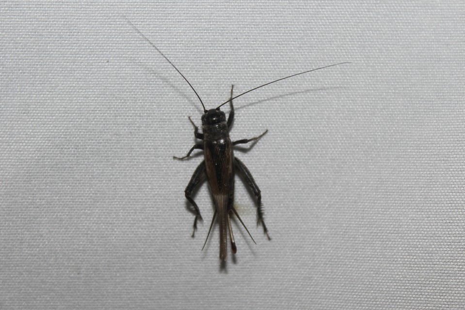 Eumodicogryllus bordigalensis - bordói tücsök