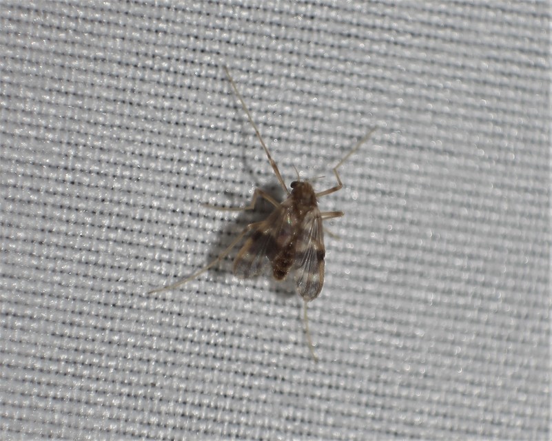 Chironomidae - árvaszúnyogok