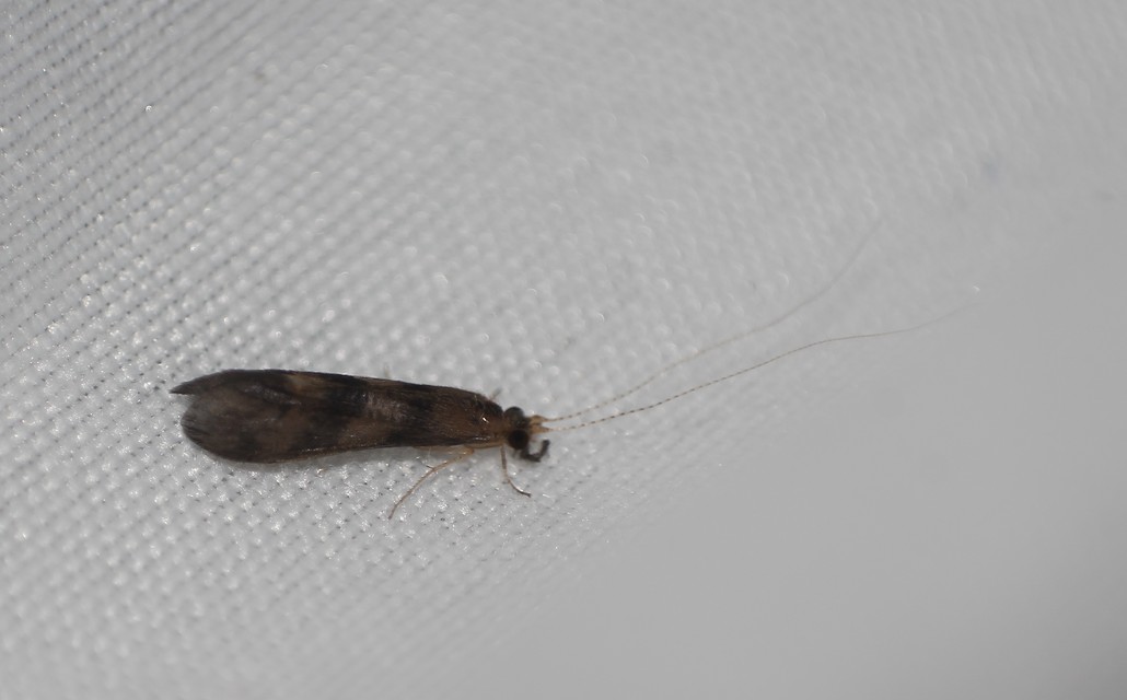 Trichoptera - Tegzesek
