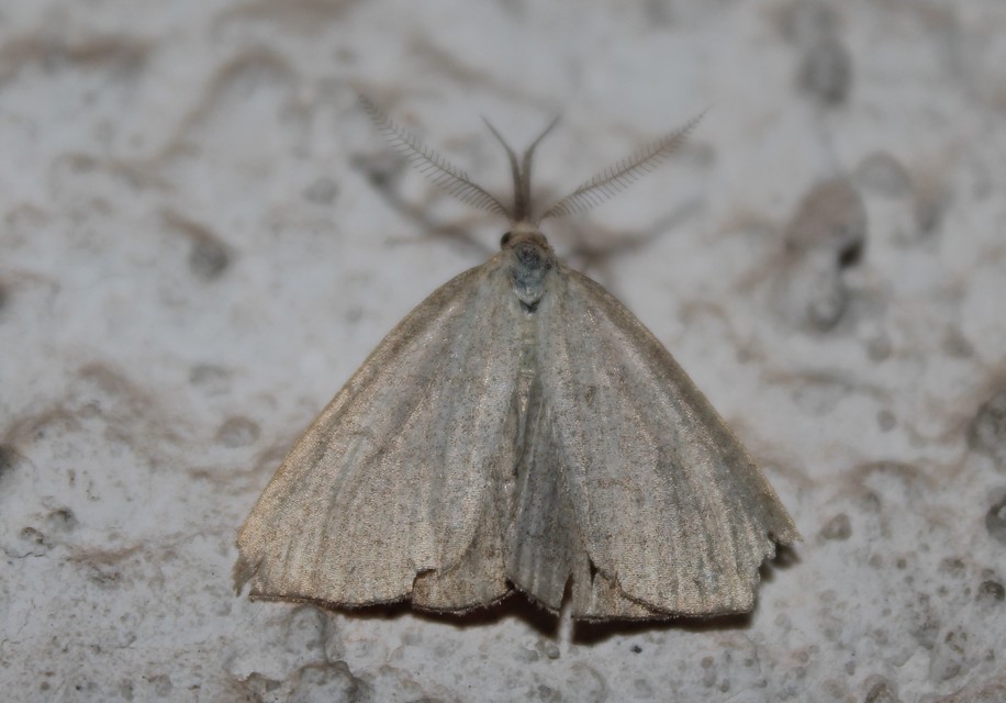 Polypogon tentacularia - sötétaljú karcsúbagoly