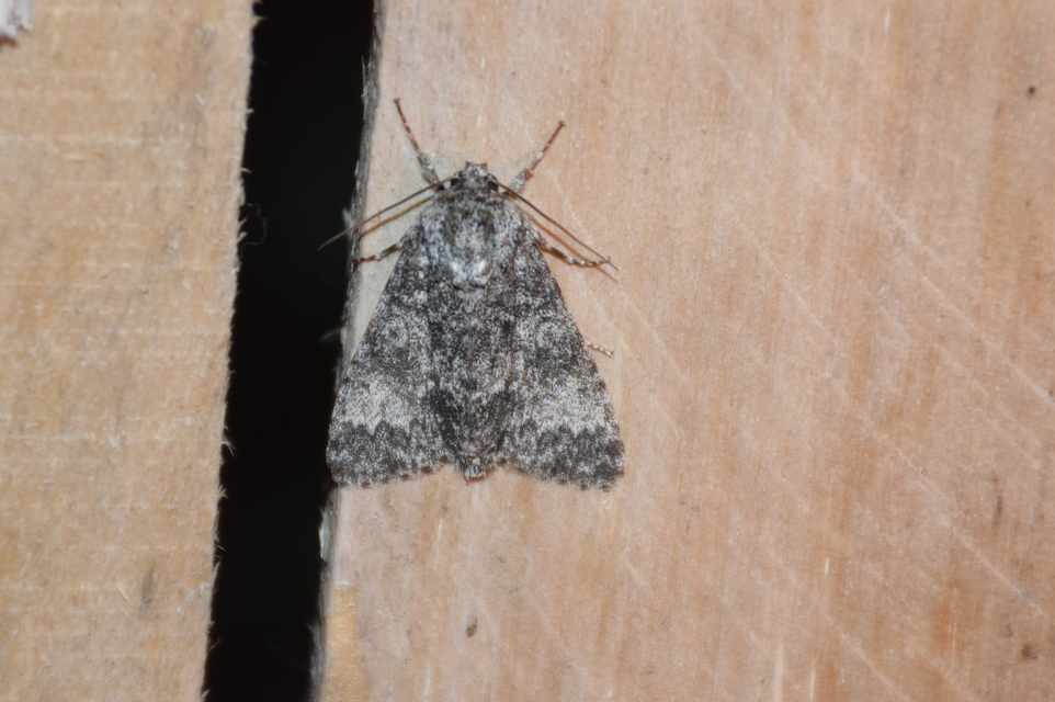 Acronicta megacephala - nagyfejű szigonyosbagoly