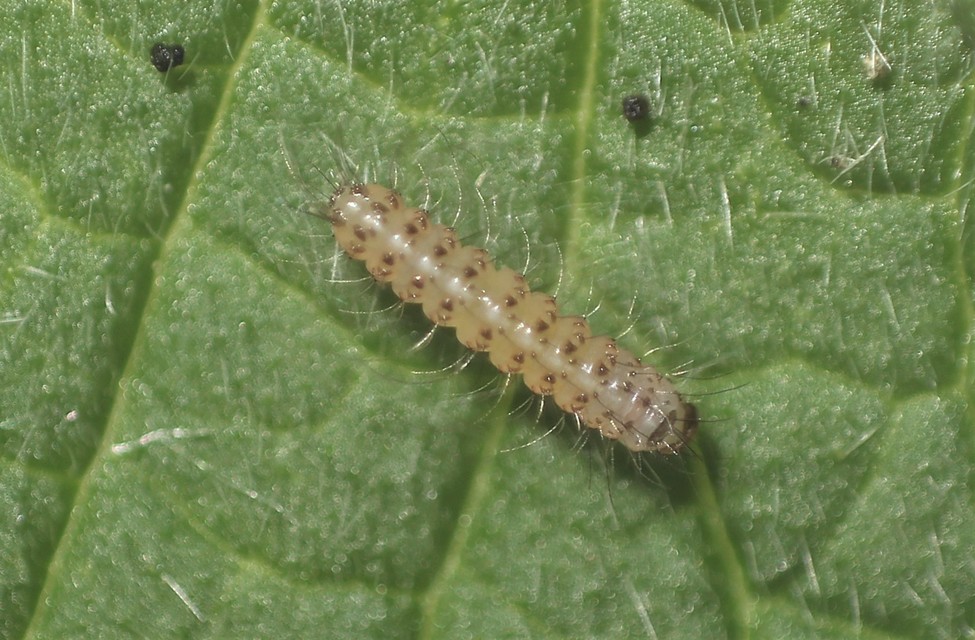 Arctia villica - fekete medvelepke