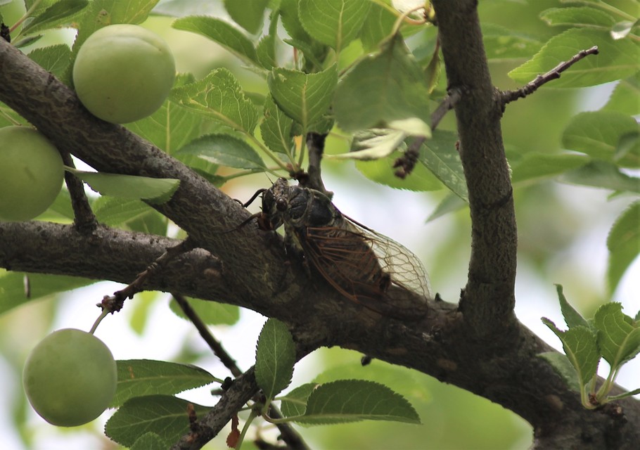 Tibicina haematodes - óriás-énekeskabóca