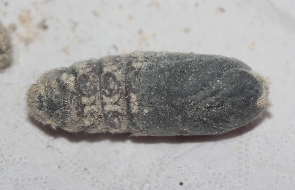 Gastropacha quercifolia - tölgylevélpohók