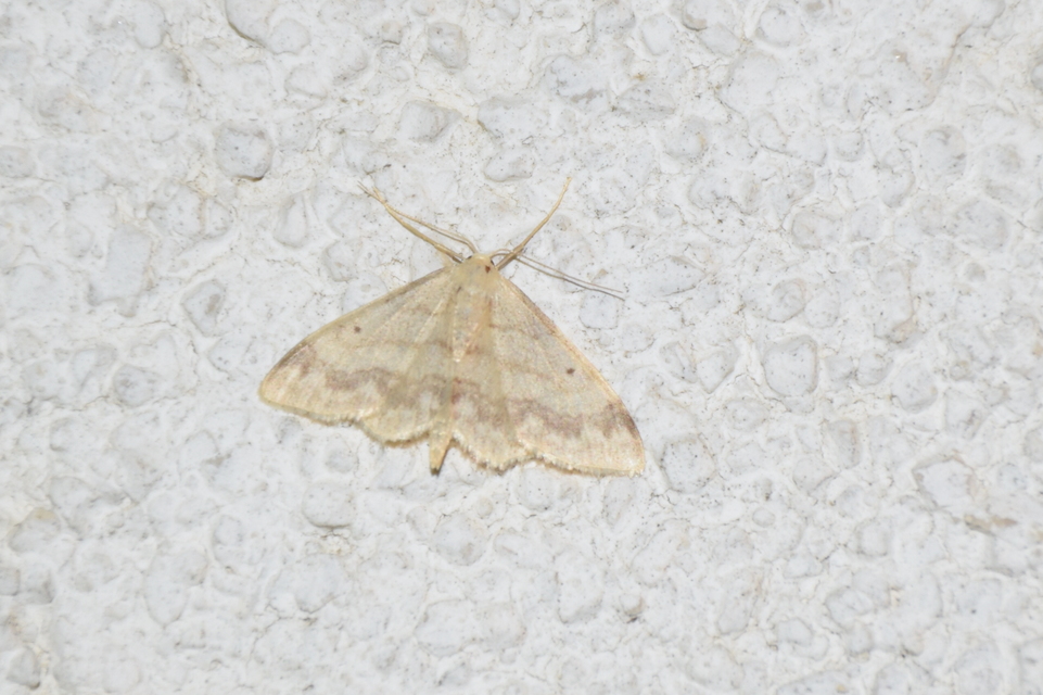 Idaea biselata - mocsári sávosaraszoló