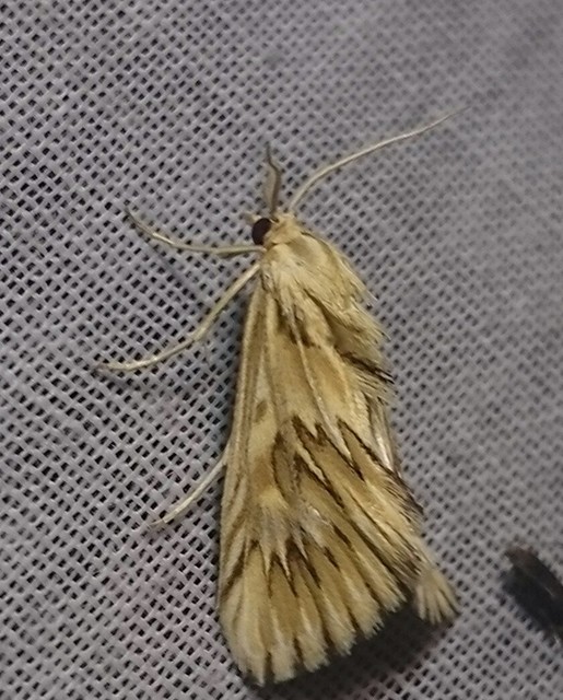 Cynaeda dentalis - gyakori ciframoly