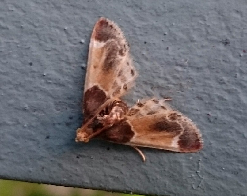Pyralis farinalis - lisztilonca